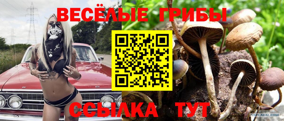 Торжок  Галлюциногенные грибы мицелий  Вход с VPN 